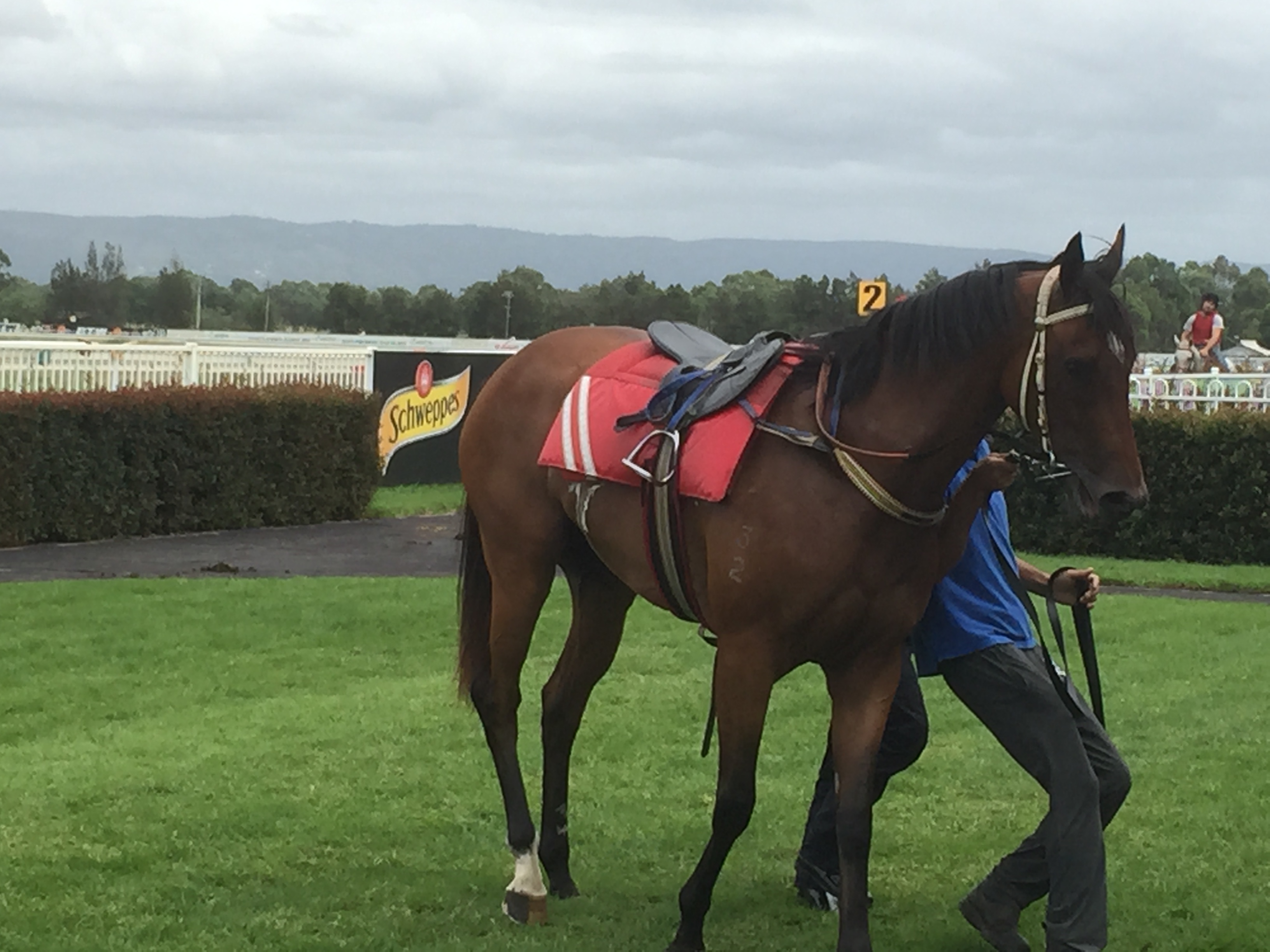 Honey Macushla at Hawkesbury