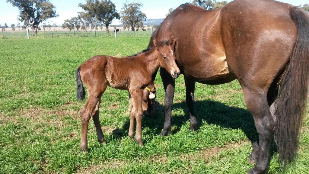 Poet's Voice filly